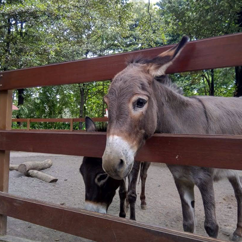 gembiraloka zoo jogja 1-Paket wisata ternyaman