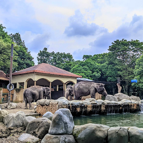 gembiraloka zoo jogja-Paket wisata ternyaman